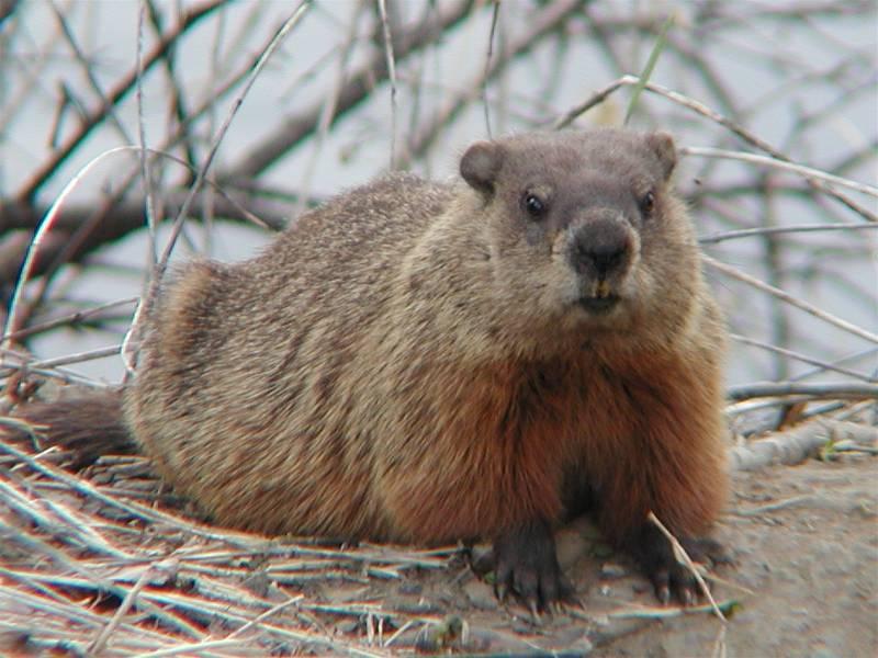 Woodland Wildlife Spotlight The Woodchuck University of Maryland